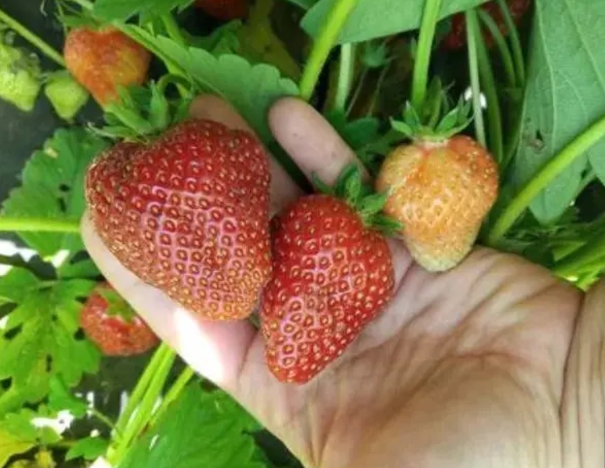 Prírodný stimulátor úrodnosti pôdy HUMAC® Agro na jahody